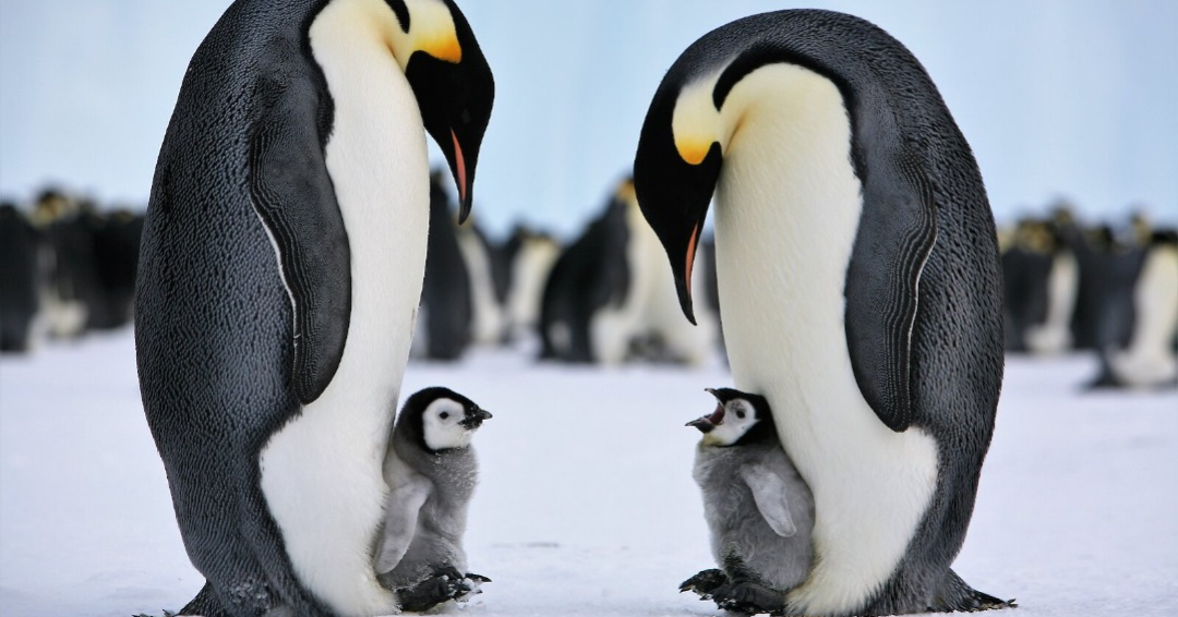 Pinguinii din Antarctica au nevoie de ajutor
