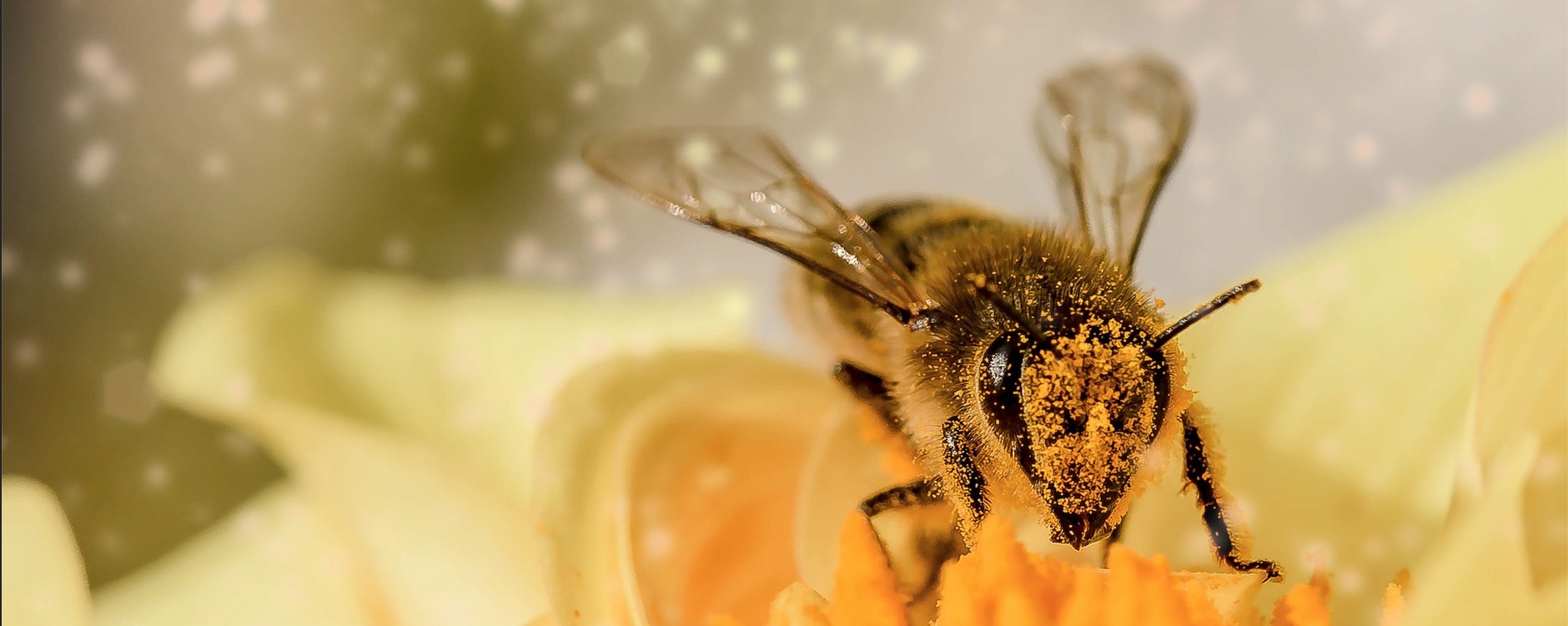 Dispariția insectelor polenizatoare afectează negativ producția de fructe și legume