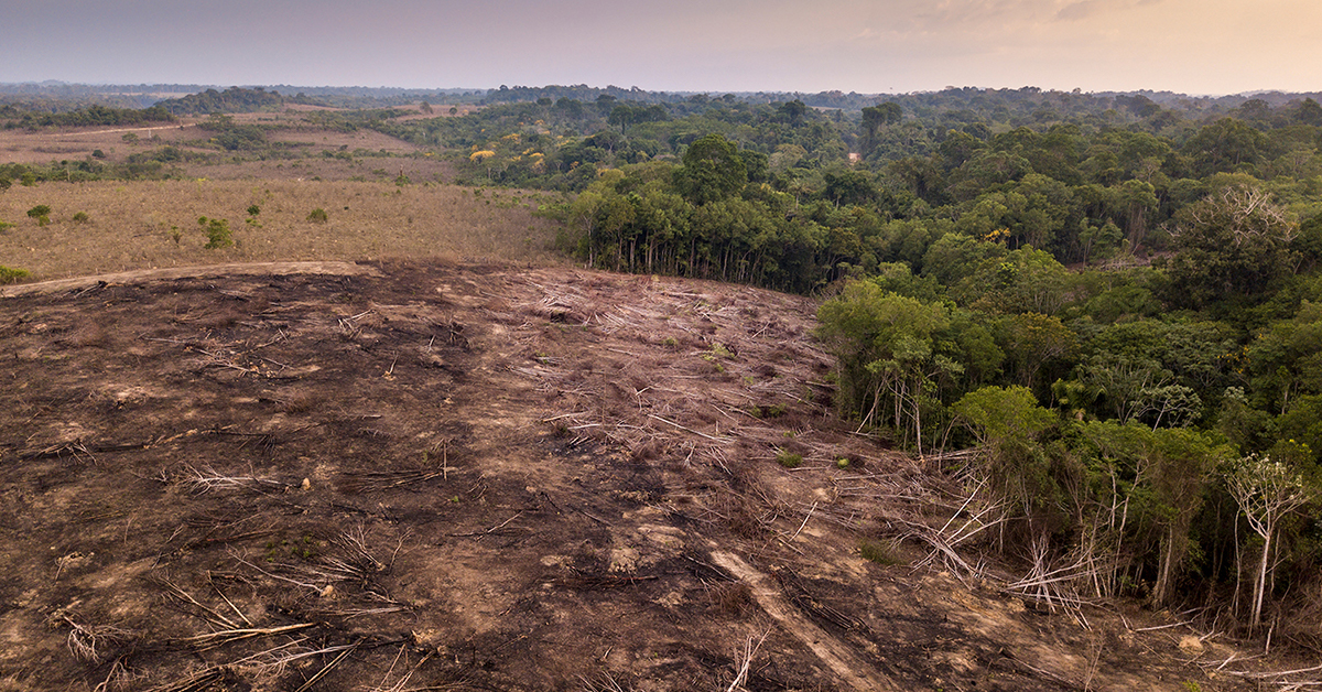Amazonul în pericol: cum marii fermieri au distrus pădurile și ce putem face pentru a opri acest lucru