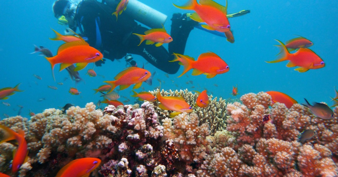 Roboții ar putea salva recifele de corali de la moarte