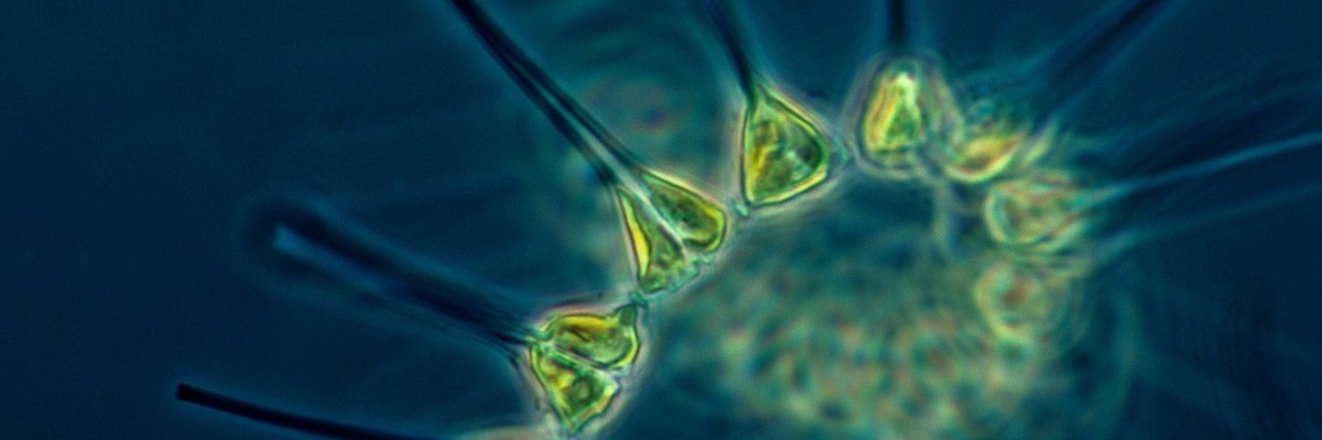 Biocombustibilul din microalge – o soluție nesustenabilă pentru mediu?