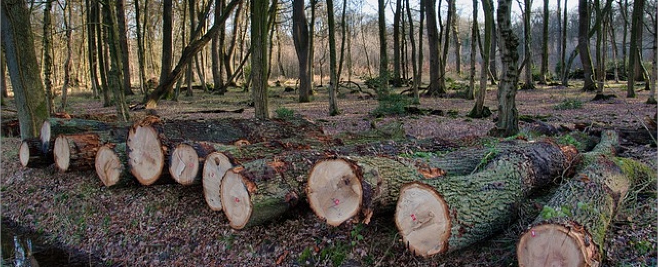 Alarmă în pădure: Defrișarea a dus la pierderea unei suprafețe forestiere de mărimea unei țări în doar un an