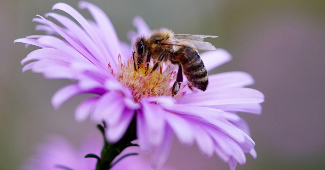 Protejarea albinelor europene